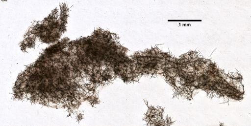Sigmadocia caerulea