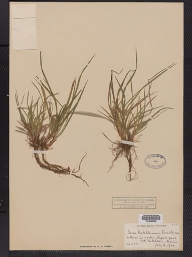 Carex