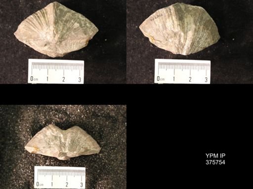 Spirifer cameratus