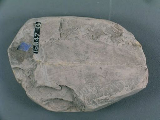 Thinnfeldia lesquereuxiana