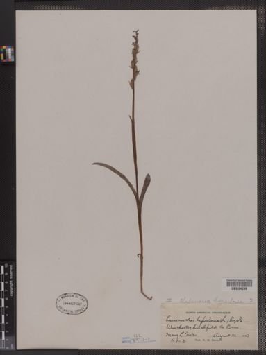 Habenaria hyperborea