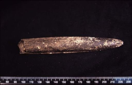 Aulacoceras sulcatum timorensis