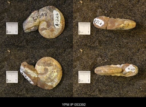 Discoscaphites conradi