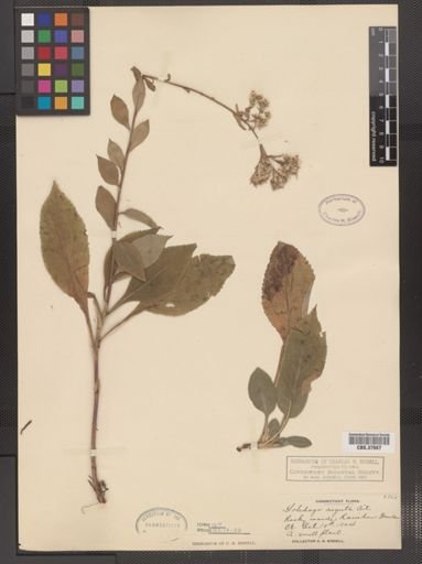 Solidago arguta