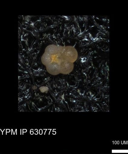 undet. Rugoglobigerinidae