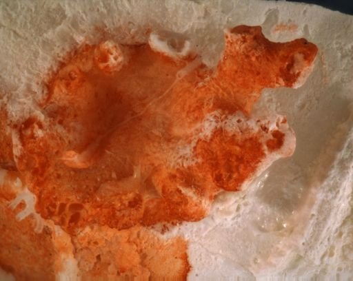 Aetea