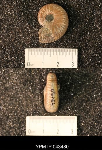 Hoploscaphites nicolletii