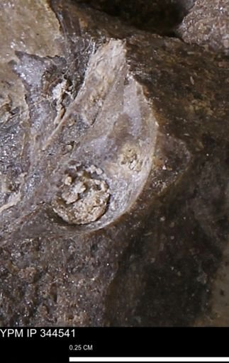 undet. Bivalvia