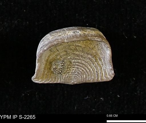 Leptaena concinna
