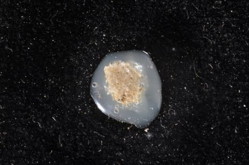 Hippoporina sertata?