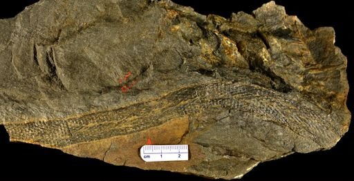 Drepanophycus sp.
