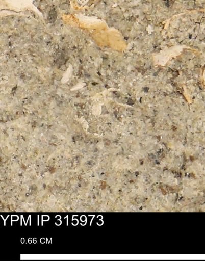 undet. Mollusca