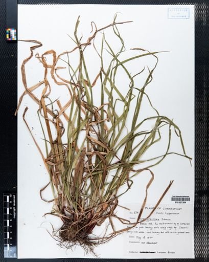 Carex gracillima