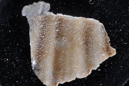 Microporella aff. ciliata