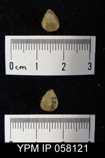 Meristella laevis