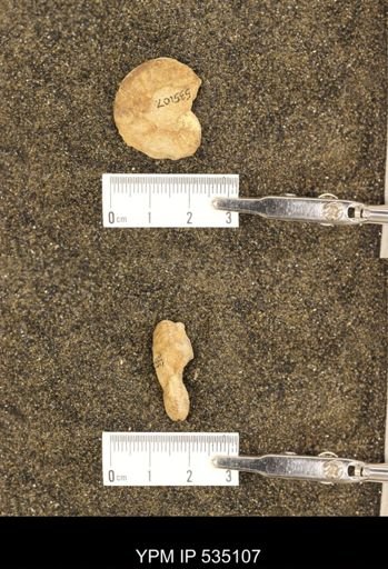 Scaphites cf. aquilaensis