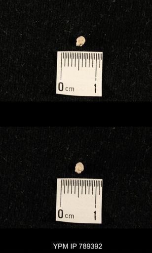 undet. Bryozoa