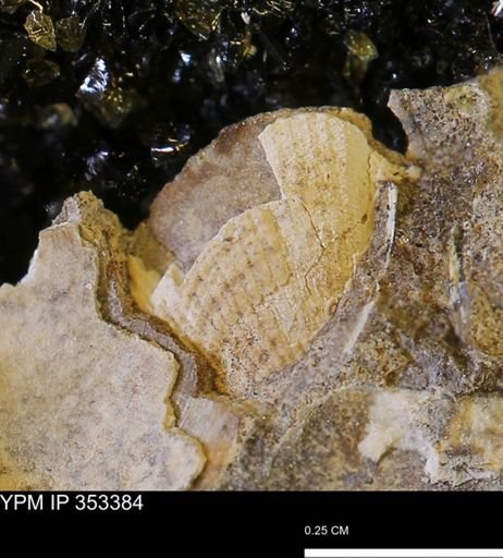 undet. Bivalvia