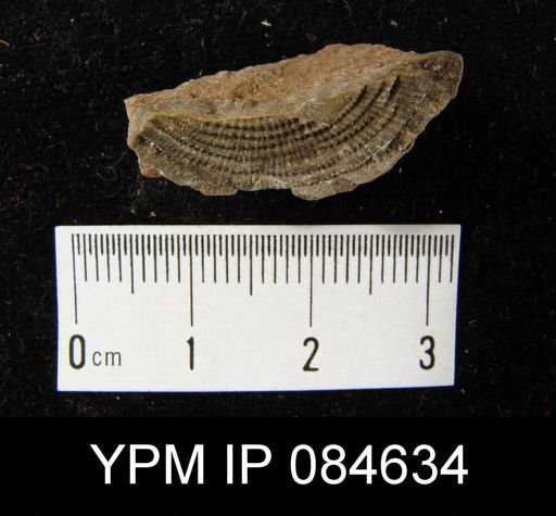 Leptaena rhomboidalis