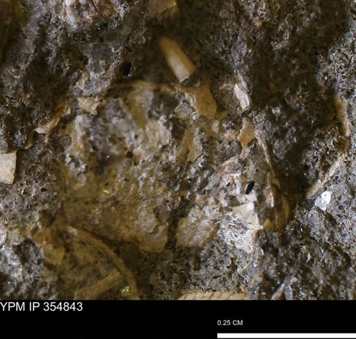 undet. Mollusca