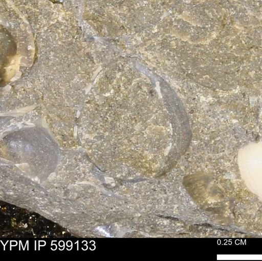 undet. Bryozoa