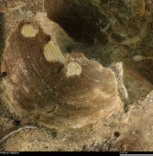 Limopsis striatopunctatus