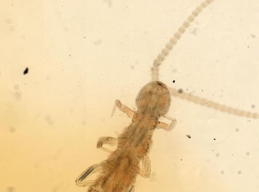 Campodea staphylinus