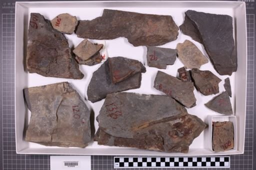 mixed taxa, stratigraphic collection