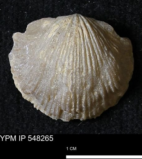 Stropheodonta navalis