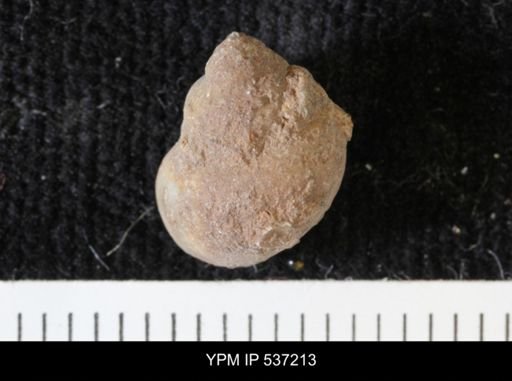 Viviparus montanaensis