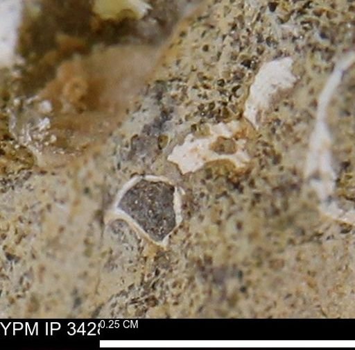 undet. Mollusca