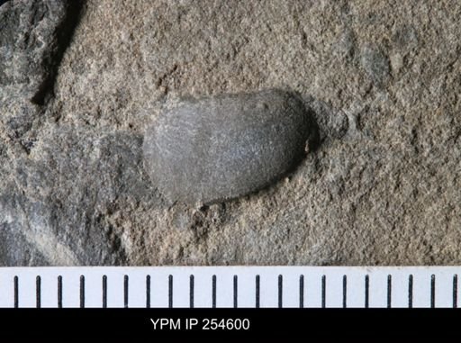 Ostracoda