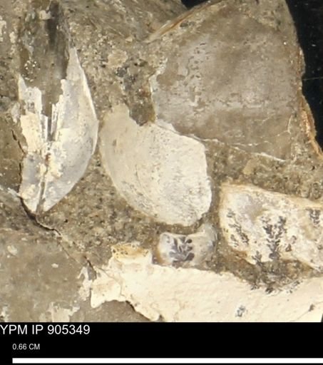 undet. Bivalvia