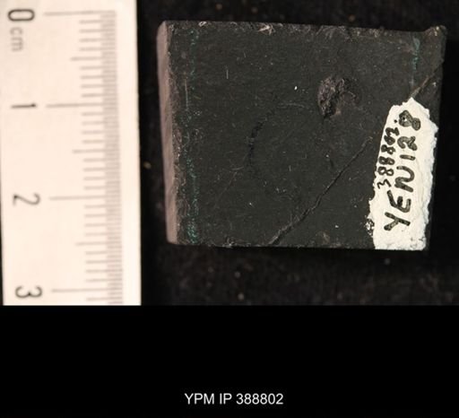 Hexapoda?