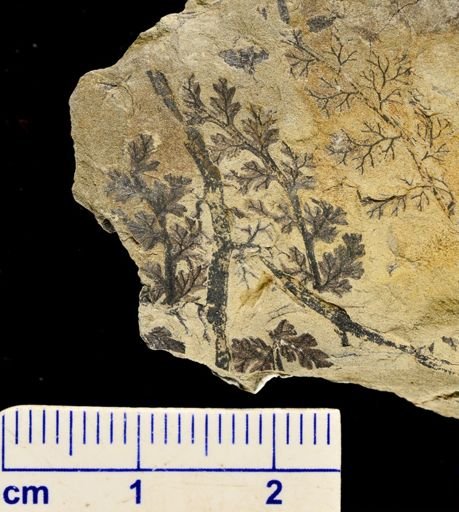 Sphenopteris sp.