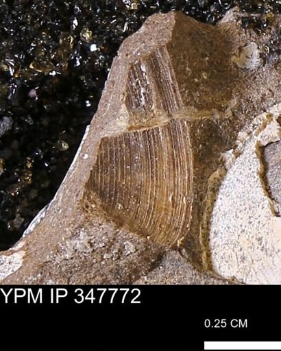 undet. Bivalvia