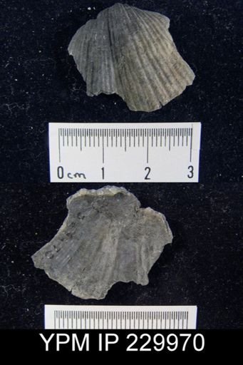Neospirifer sp.