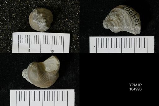 Cyclonema thalia