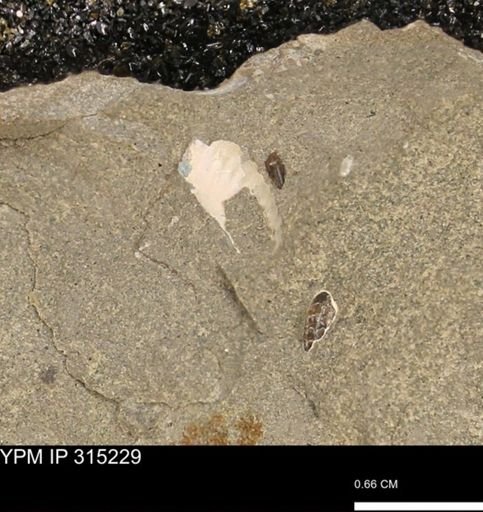 undet. Scaphitidae