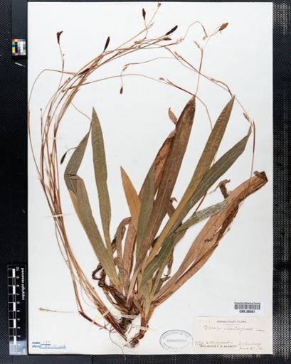 Carex plantaginea