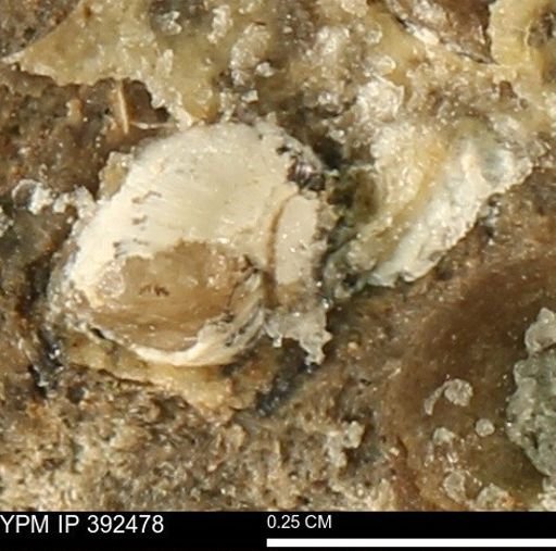 Protocardia subquadrata