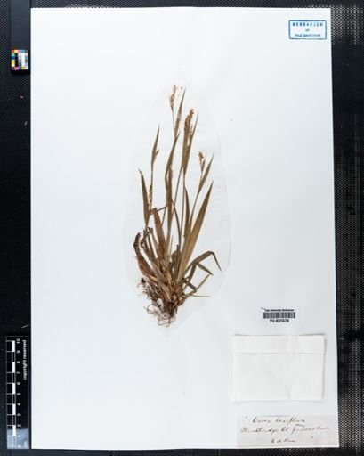 Carex laxiflora