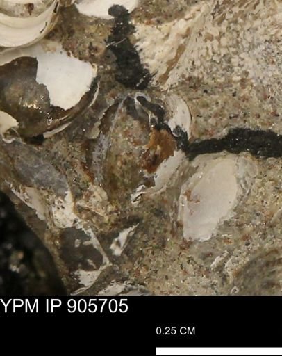 Corbulamella sp.