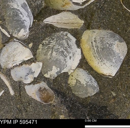 Protocardia sp.