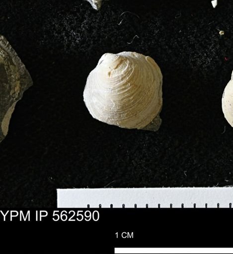 Limopsis striatopunctatus