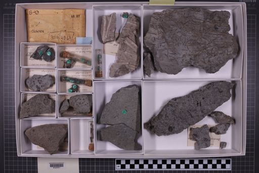 mixed taxa, stratigraphic collection