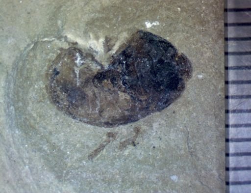 Pentatomidae?