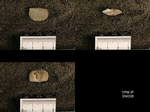 Plectorthis triplicatella