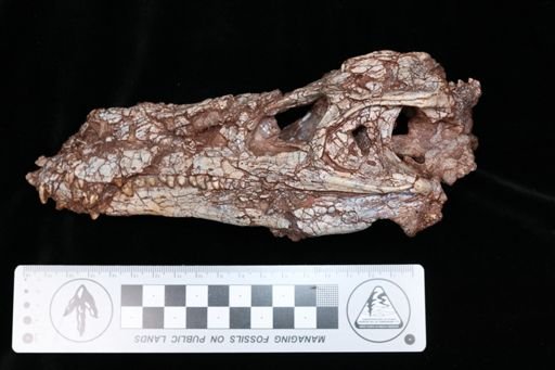 Dromicosuchus
