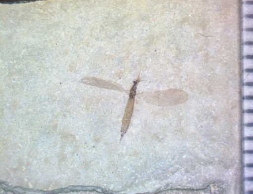 undet. Nematocera